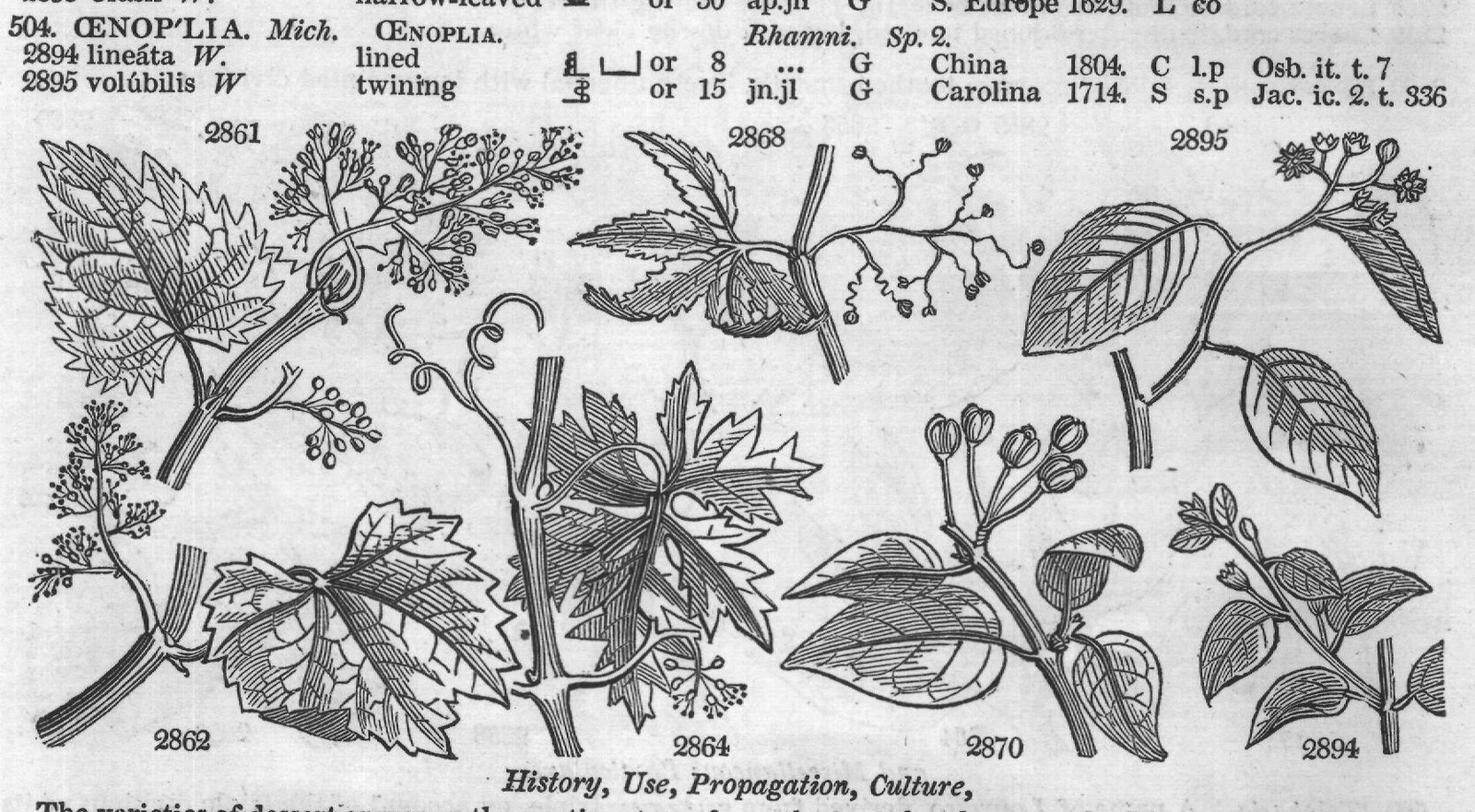 Rubiaceæ (II) — from Encyclopedia of Plants (1910)