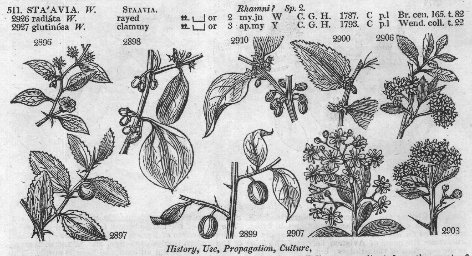 History, Use, Propagation, Culture,