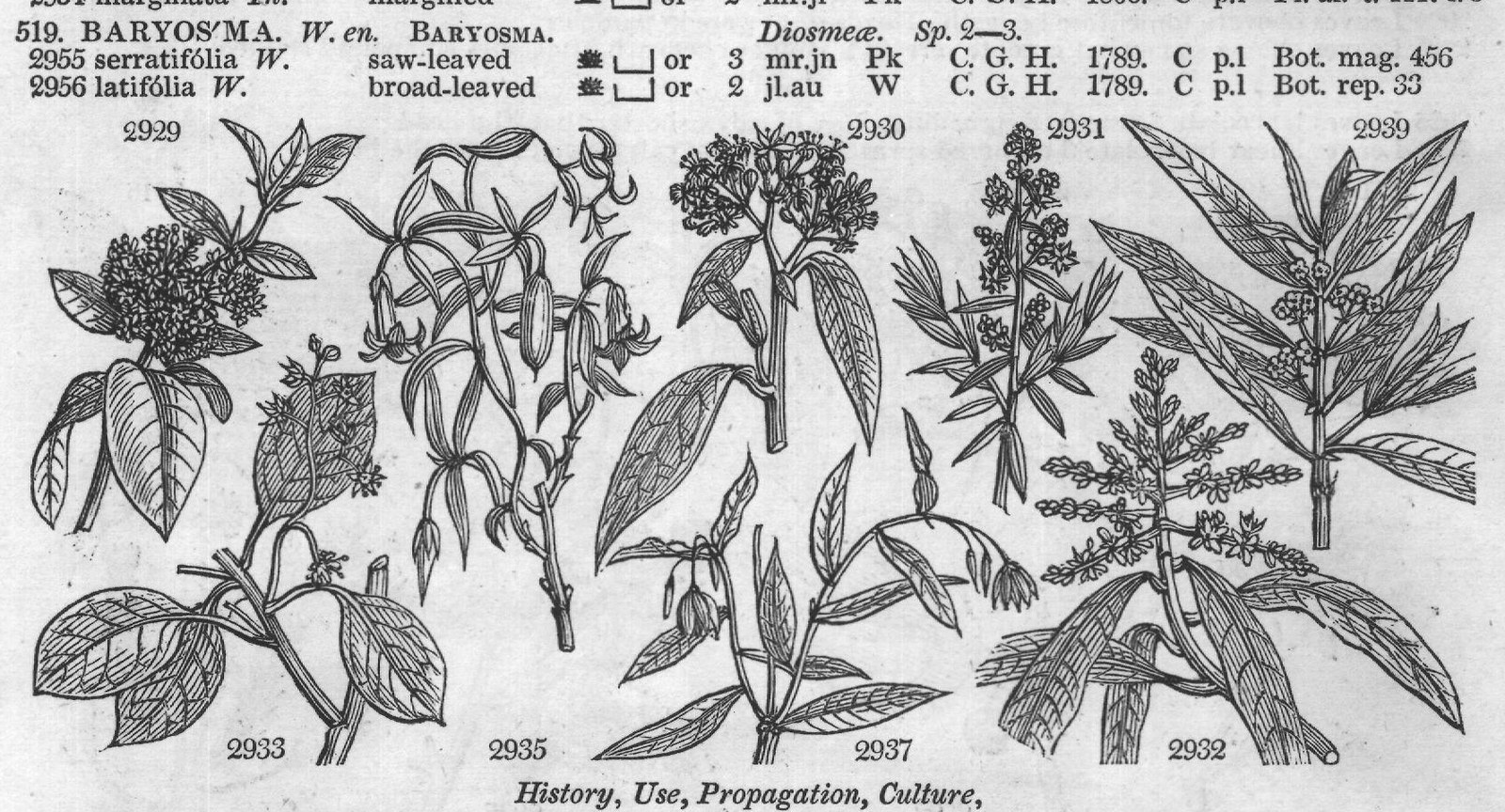 Schm — from Encyclopedia of Plants (1910)