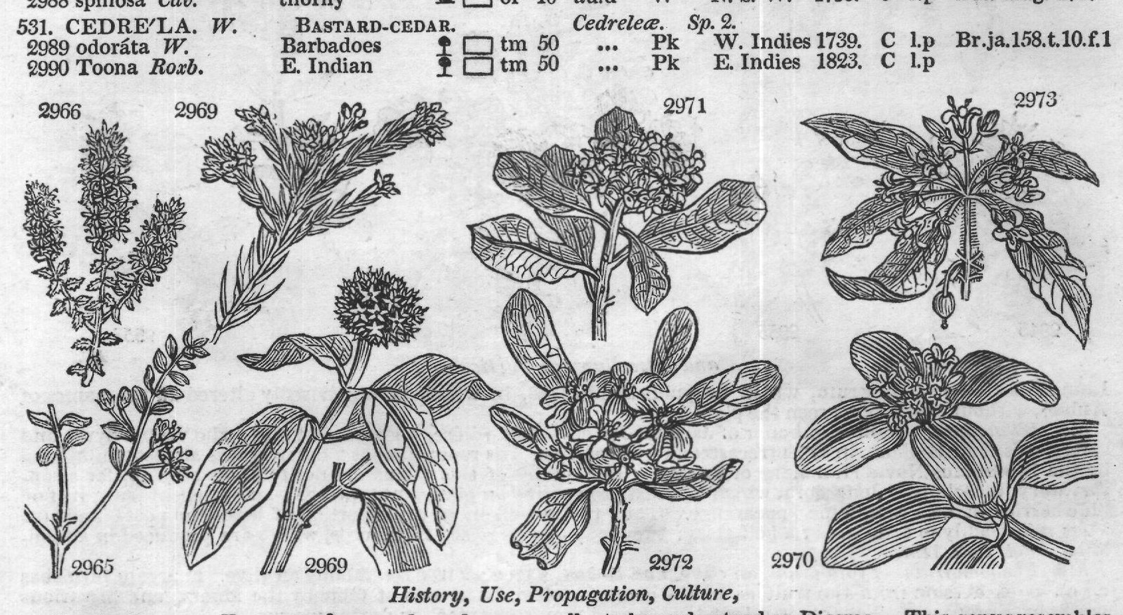 Terebintaceæ (Sp ndica W) — from Encyclopedia of Plants (1910)