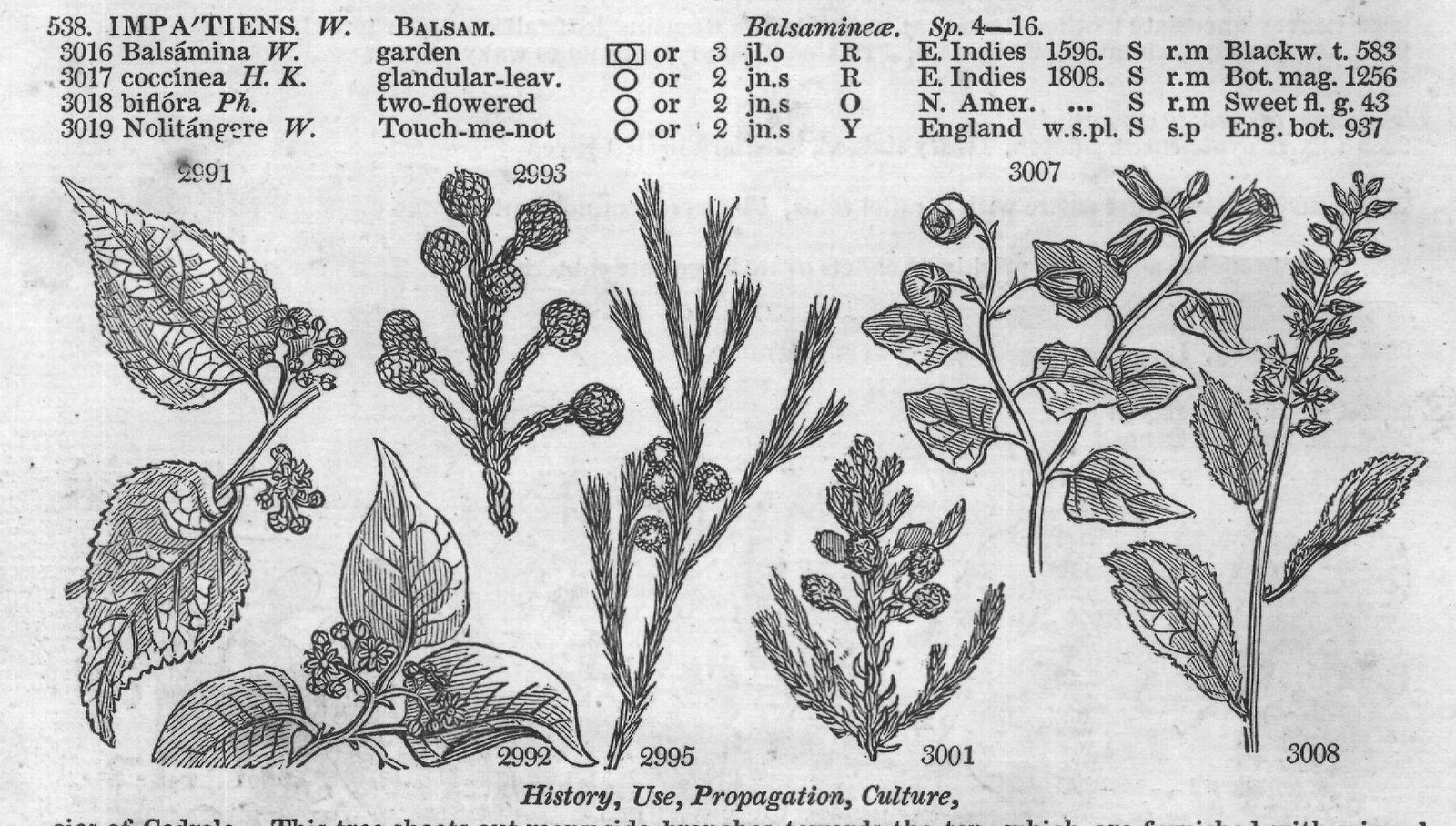 History, Use, Propagation, Culture,