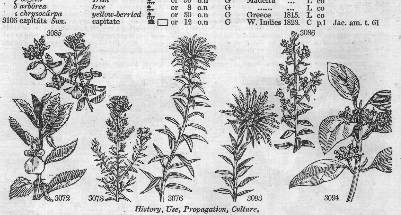 Terebintaceæ — from Encyclopedia of Plants (1910)