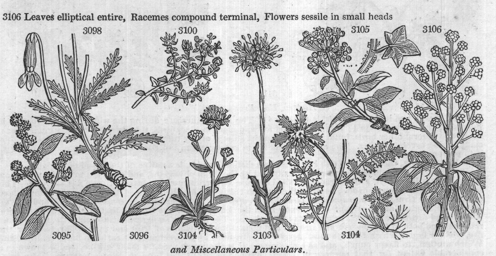 Terebintaceæ — from Encyclopedia of Plants (1910)