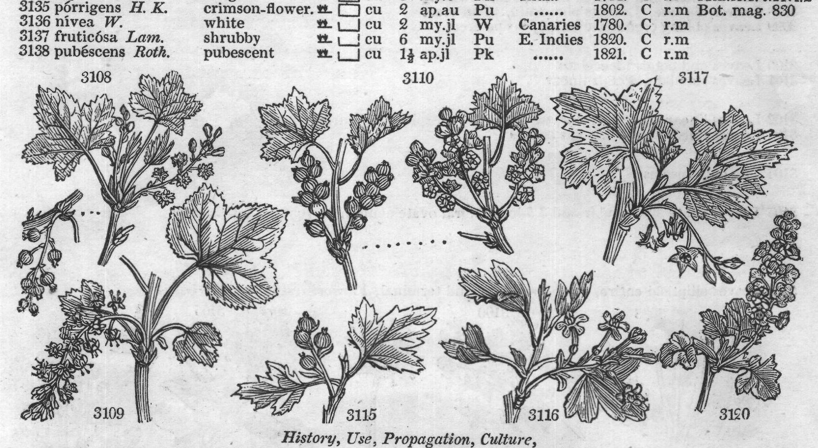 Terebintaceæ — from Encyclopedia of Plants (1910)