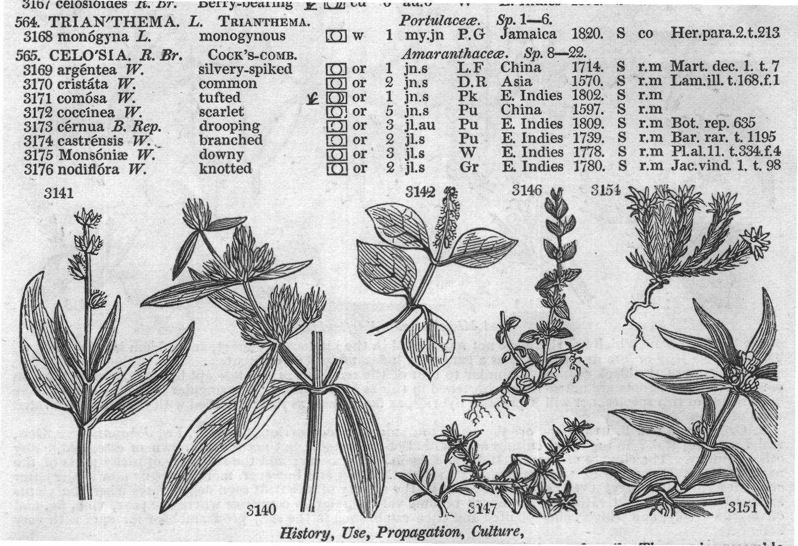 Ann – Amaranthacea — from Encyclopedia of Plants (1910)