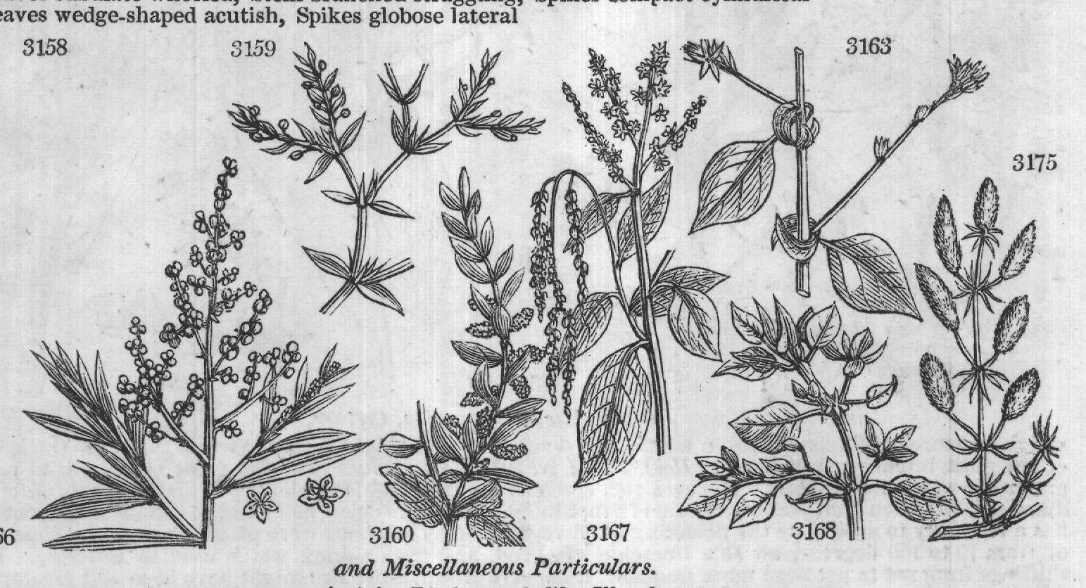 Amaranthacea — from Encyclopedia of Plants (1910)