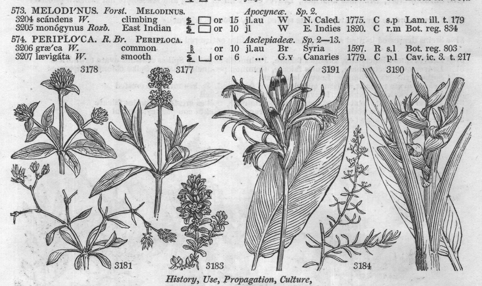 Amaranthaceæ (Sp diff sa H K forked W jl au) — from Encyclopedia of Plants (1910)