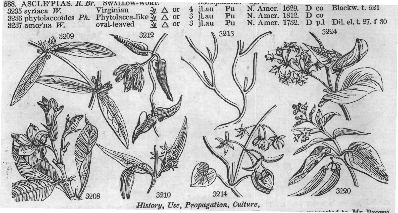 Bot (III) — from Encyclopedia of Plants (1910)