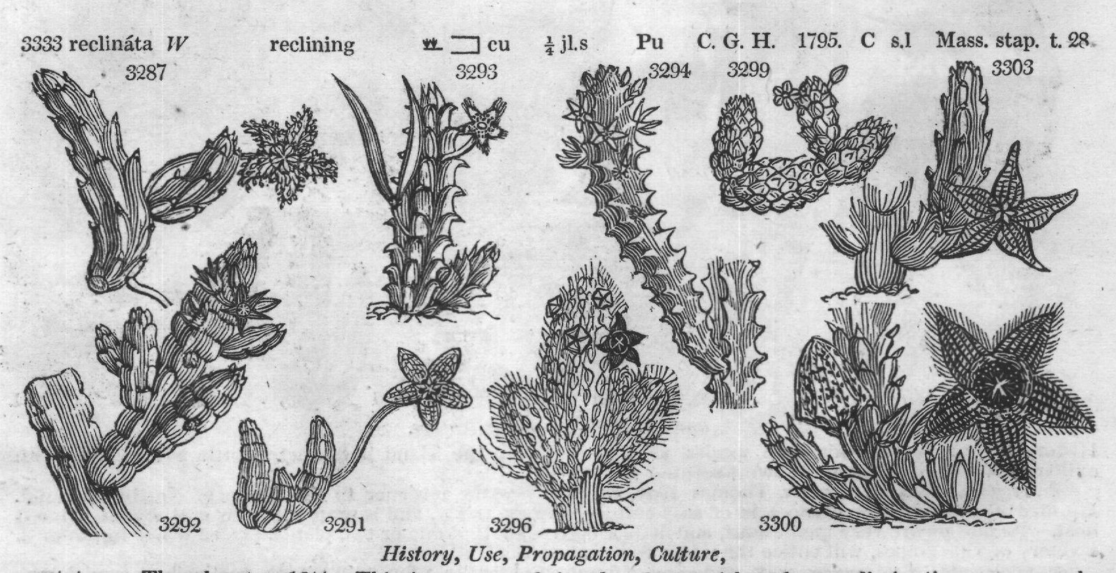 Bur (Afr t articul ta W jointed cu) — from Encyclopedia of Plants (1910)