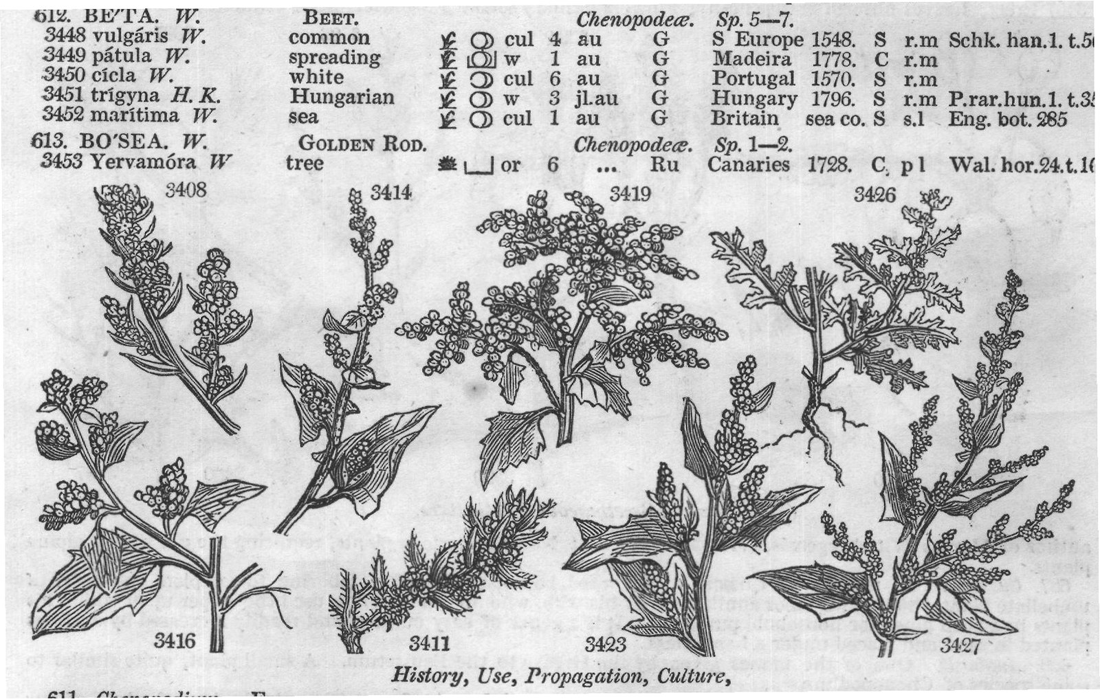 Cult — from Encyclopedia of Plants (1910)