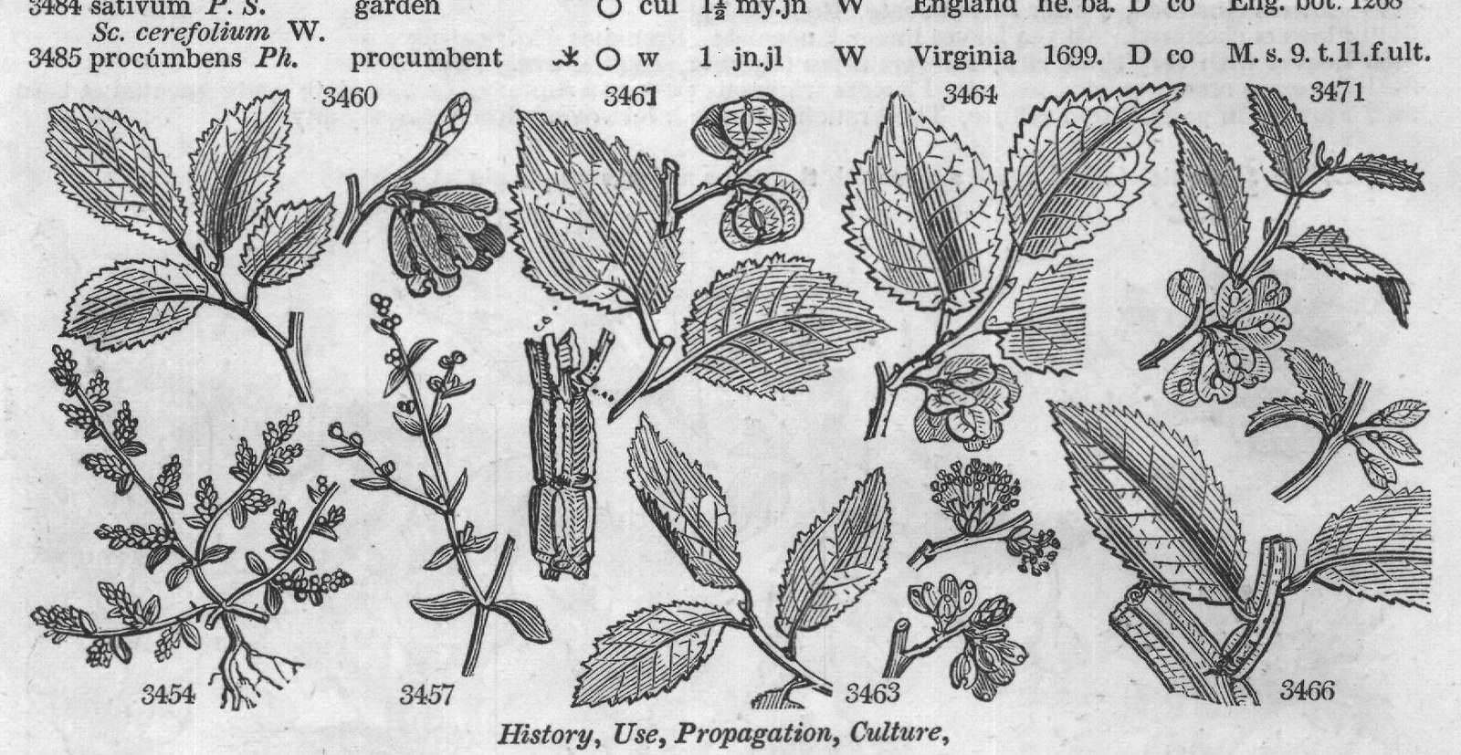 Cult — from Encyclopedia of Plants (1910)