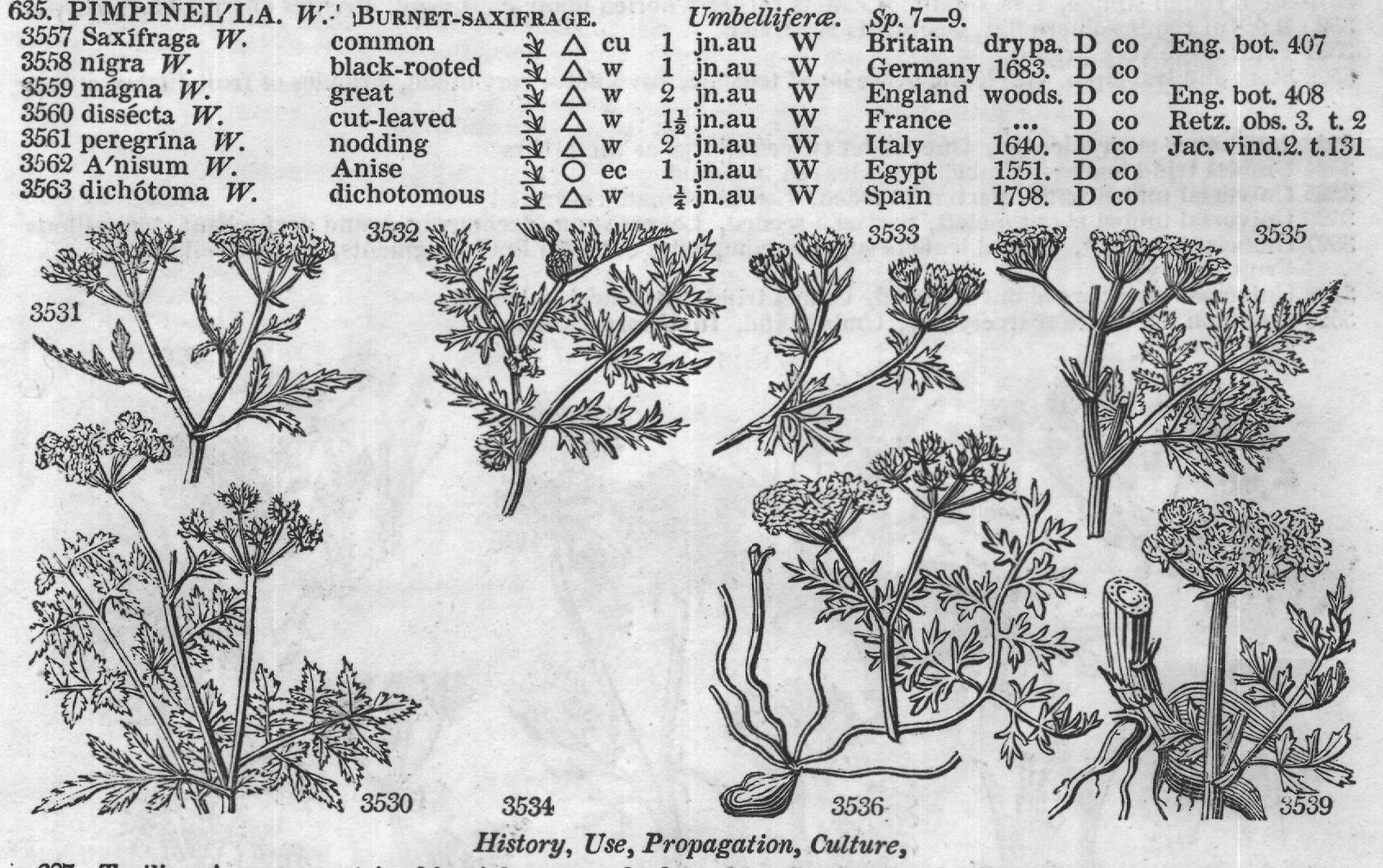 Eng (Bot croc ta W) — from Encyclopedia of Plants (1910)