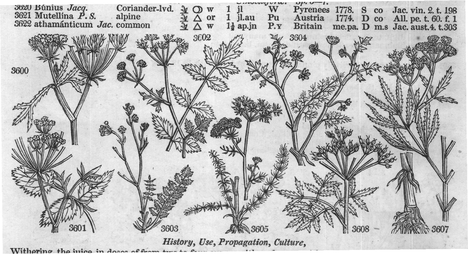 Eng – Eng (II) — from Encyclopedia of Plants (1910)