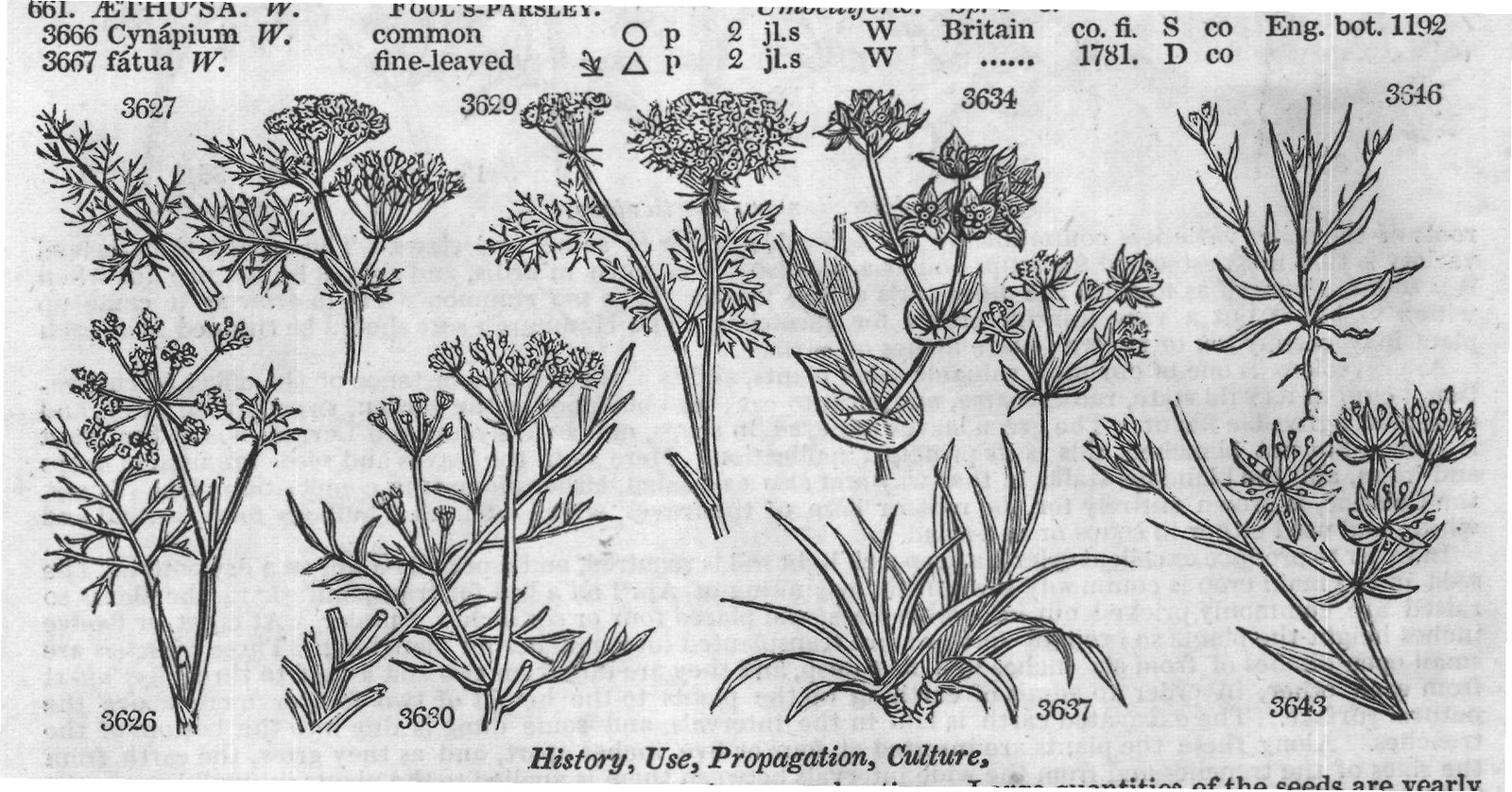 Eng (Bot diff rme W various-leaved) — from Encyclopedia of Plants (1910)