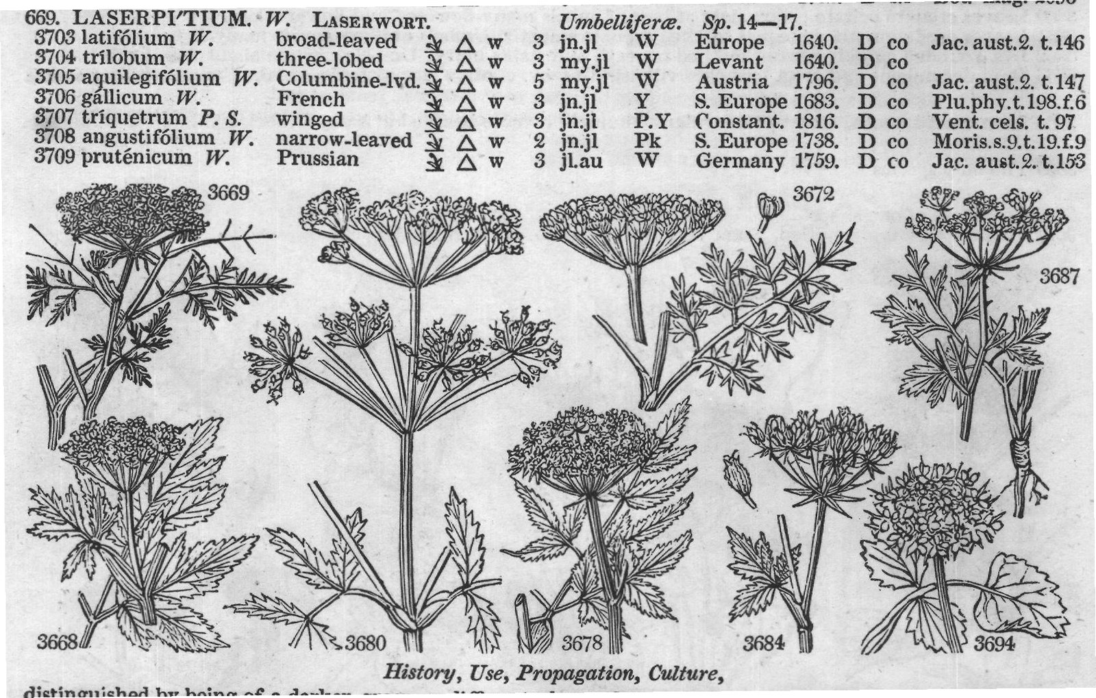 Vent (Cels t Jac aust t Plu phy t f) — from Encyclopedia of Plants (1910)
