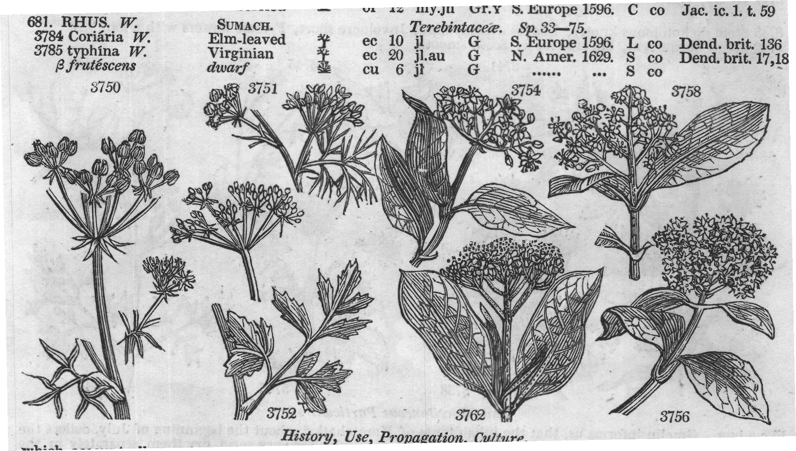 Vent — from Encyclopedia of Plants (1910)