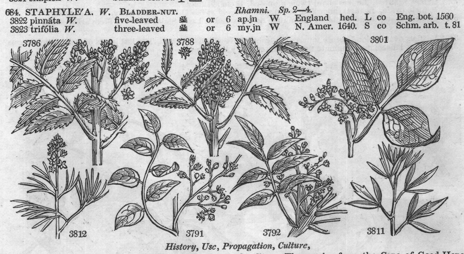Vent — from Encyclopedia of Plants (1910)