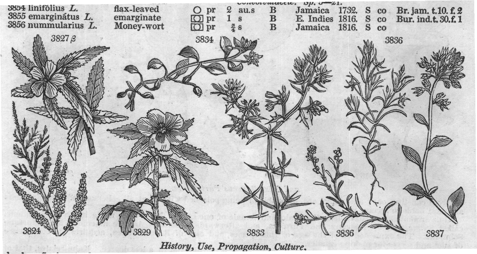 Vent — from Encyclopedia of Plants (1910)
