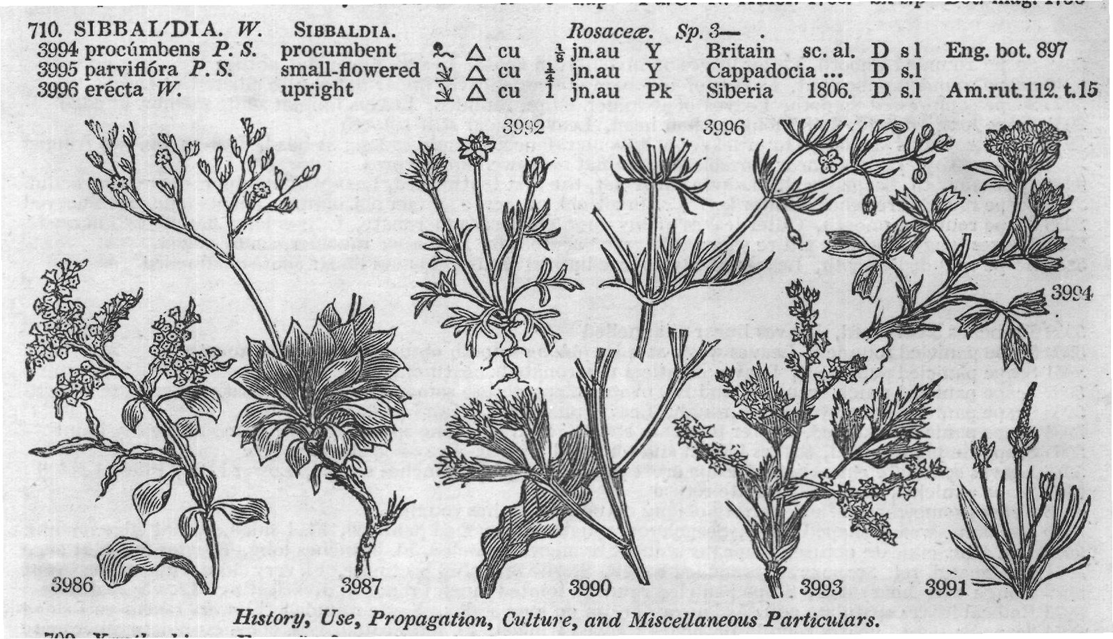 Wal (Kit t Eng bot Cav ic t Bot mag) — from Encyclopedia of Plants (1910)
