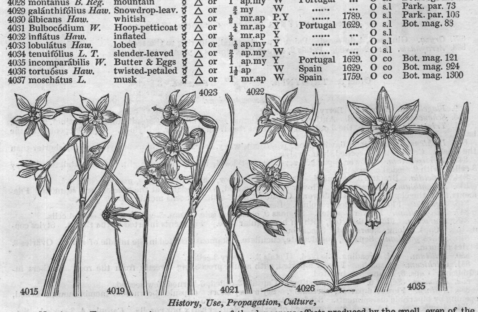 Wal (Kit t Eng bot Cav ic t Bot mag) — from Encyclopedia of Plants (1910)