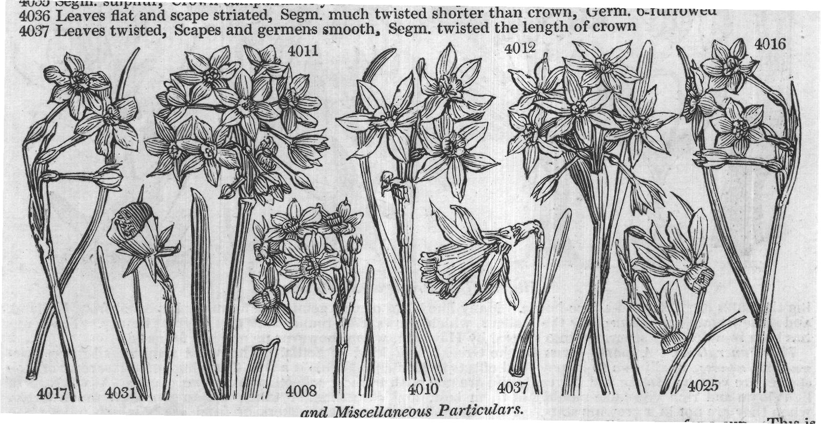 Wal (Kit t Eng bot Cav ic t Bot mag) — from Encyclopedia of Plants (1910)