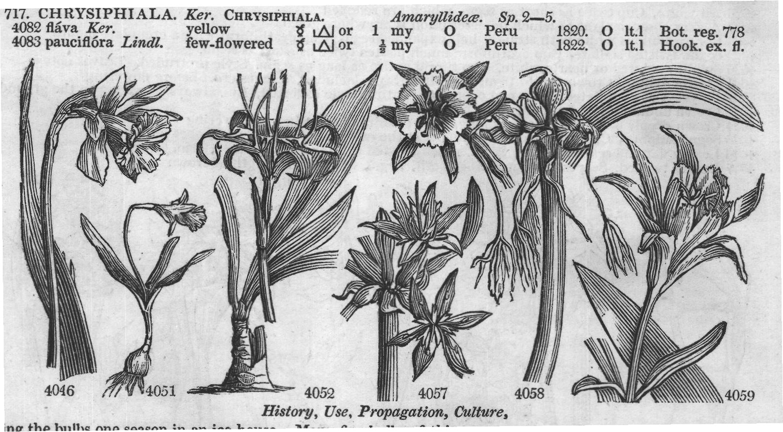 Wal (Kit t Eng bot Cav ic t Bot mag) — from Encyclopedia of Plants (1910)