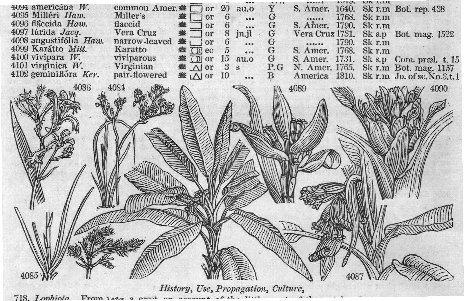 History, Use, Propagation, Culture,