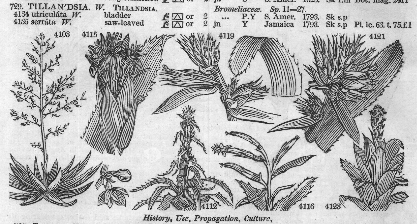 Bromeliaceæ (Sp ja d S) — from Encyclopedia of Plants (1910)