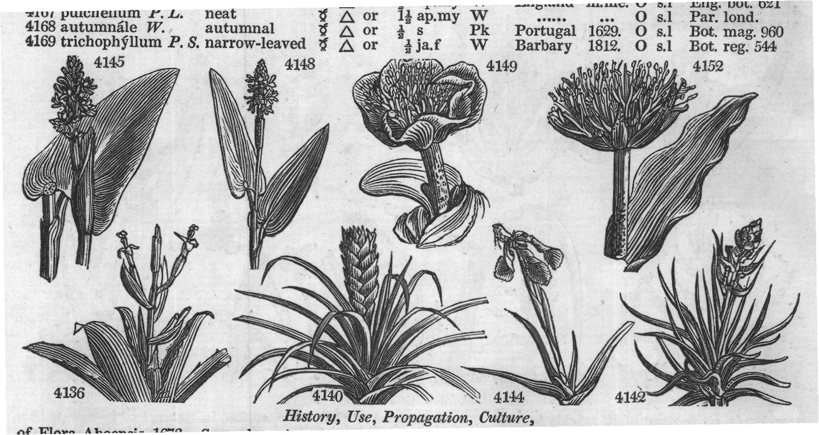 Bromeliaceæ (Sp ja d S) — from Encyclopedia of Plants (1910)