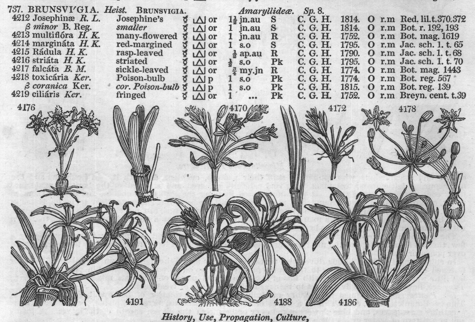 Buen — from Encyclopedia of Plants (1910)