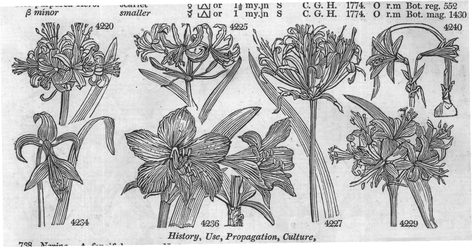 Amaryllideæ (Sp Pum lio W dwarf Aor n Pk C) — from Encyclopedia of Plants (1910)