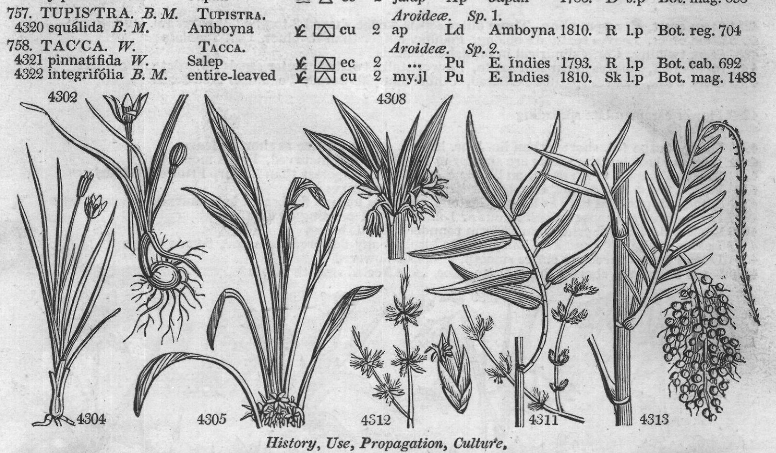 Bot (Mag History Use Propagation) — from Encyclopedia of Plants (1910)