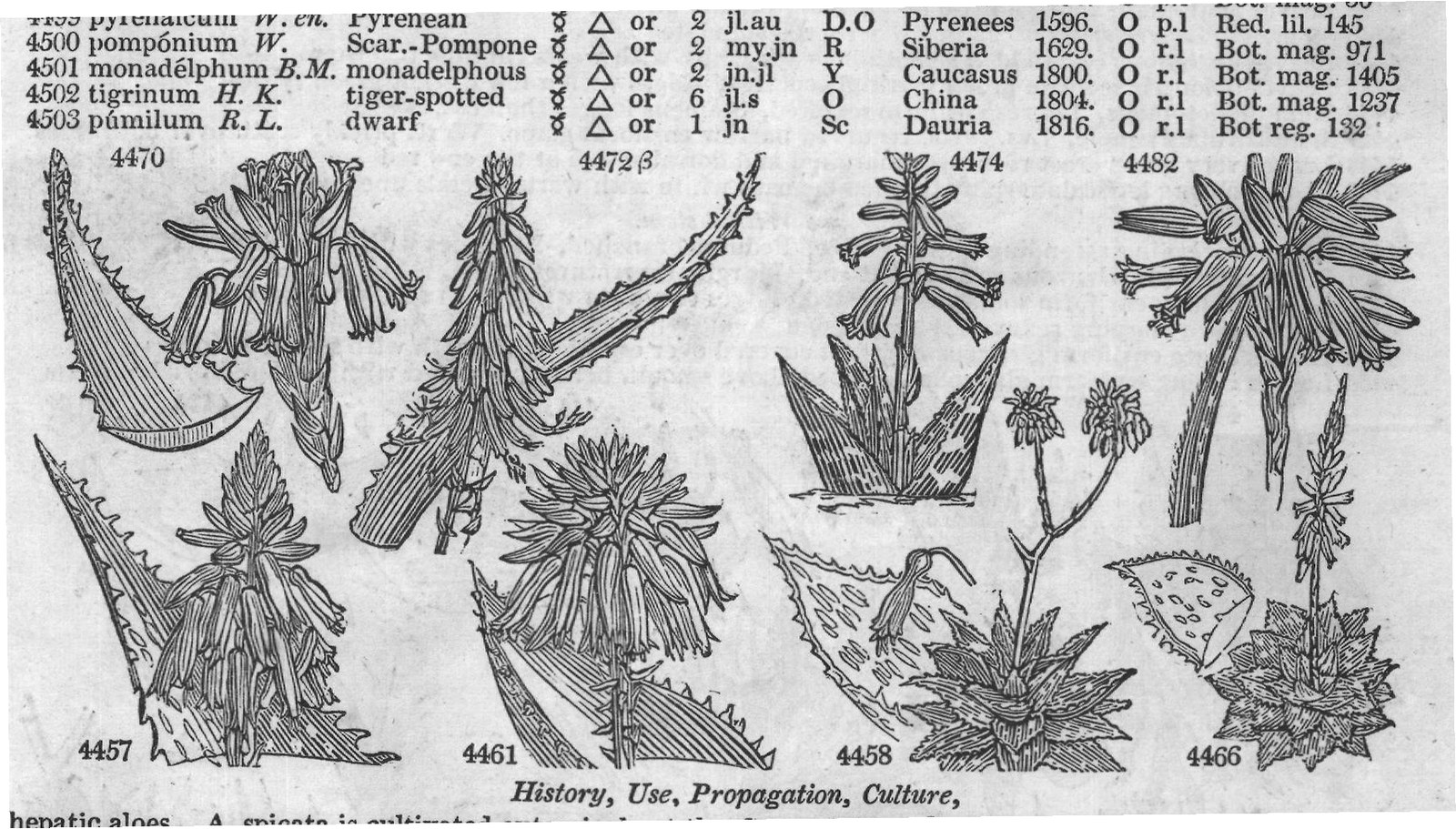 Bot (Mag lesser-hedgeh gr mr jn S C) — from Encyclopedia of Plants (1910)