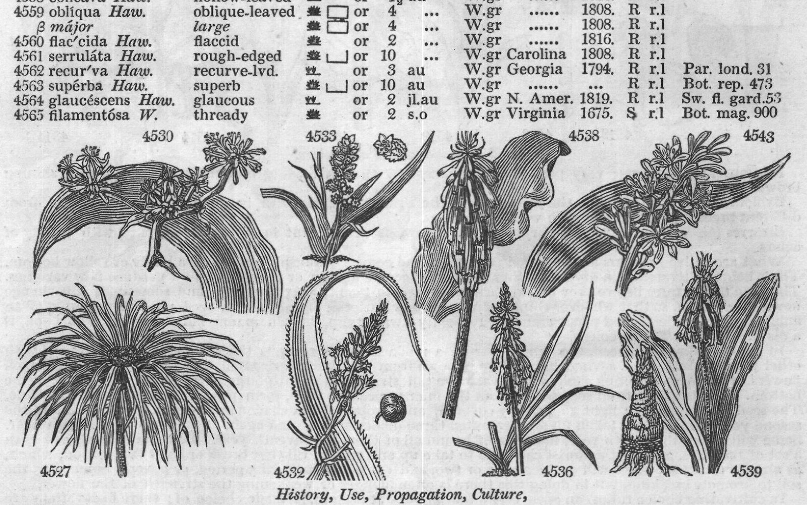 Bot (VIII) — from Encyclopedia of Plants (1910)