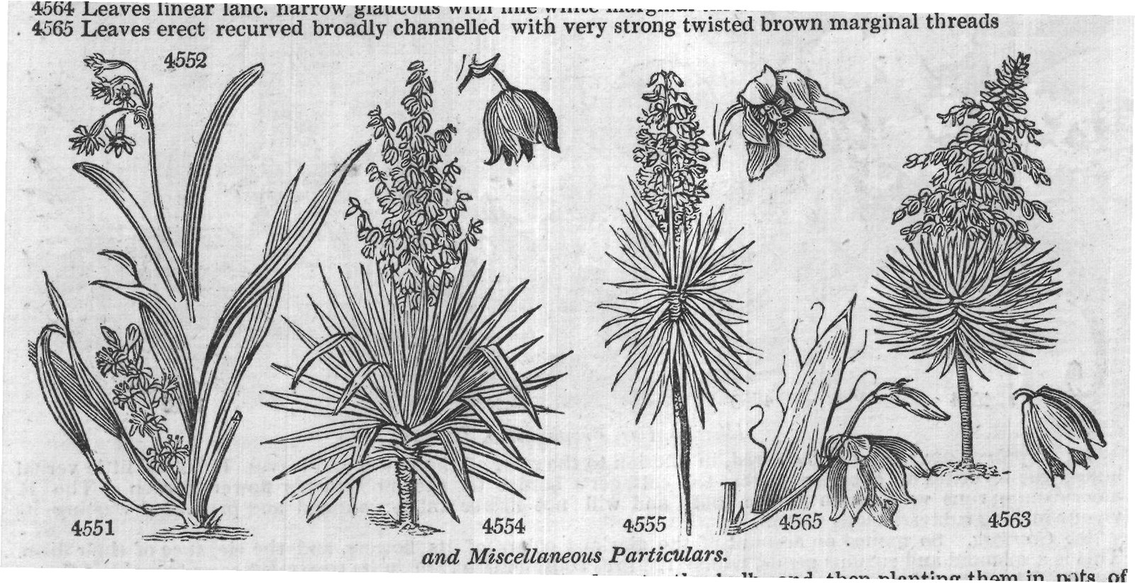 Bot (Rep History Use Propagation) — from Encyclopedia of Plants (1910)