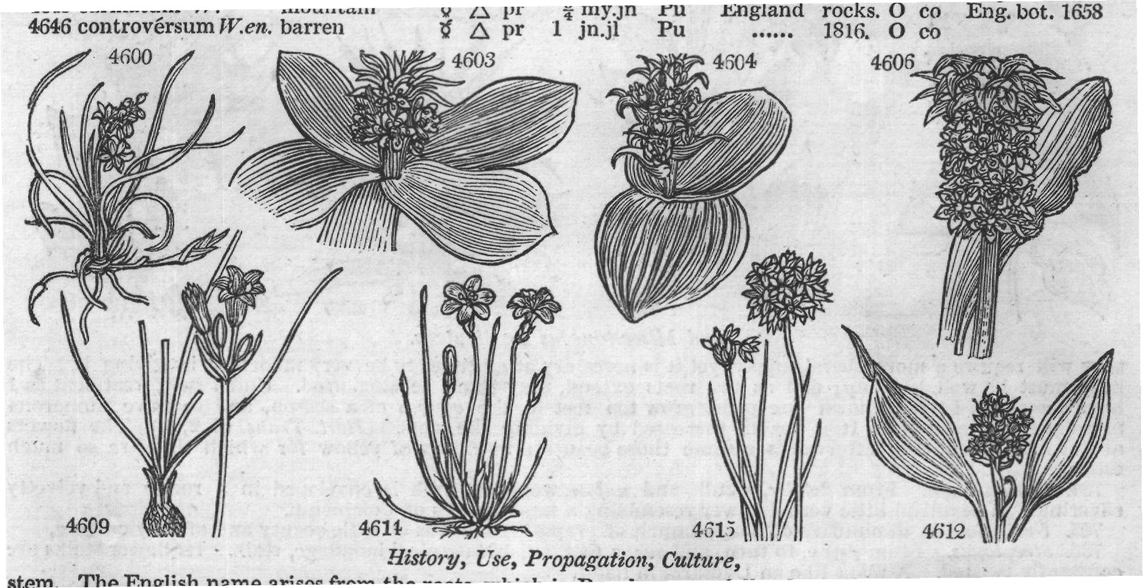 Bot (Mag History Use Propagation) (IV) — from Encyclopedia of Plants (1910)