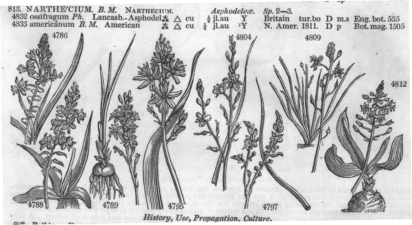 Bot – B N — from Encyclopedia of Plants (1910)