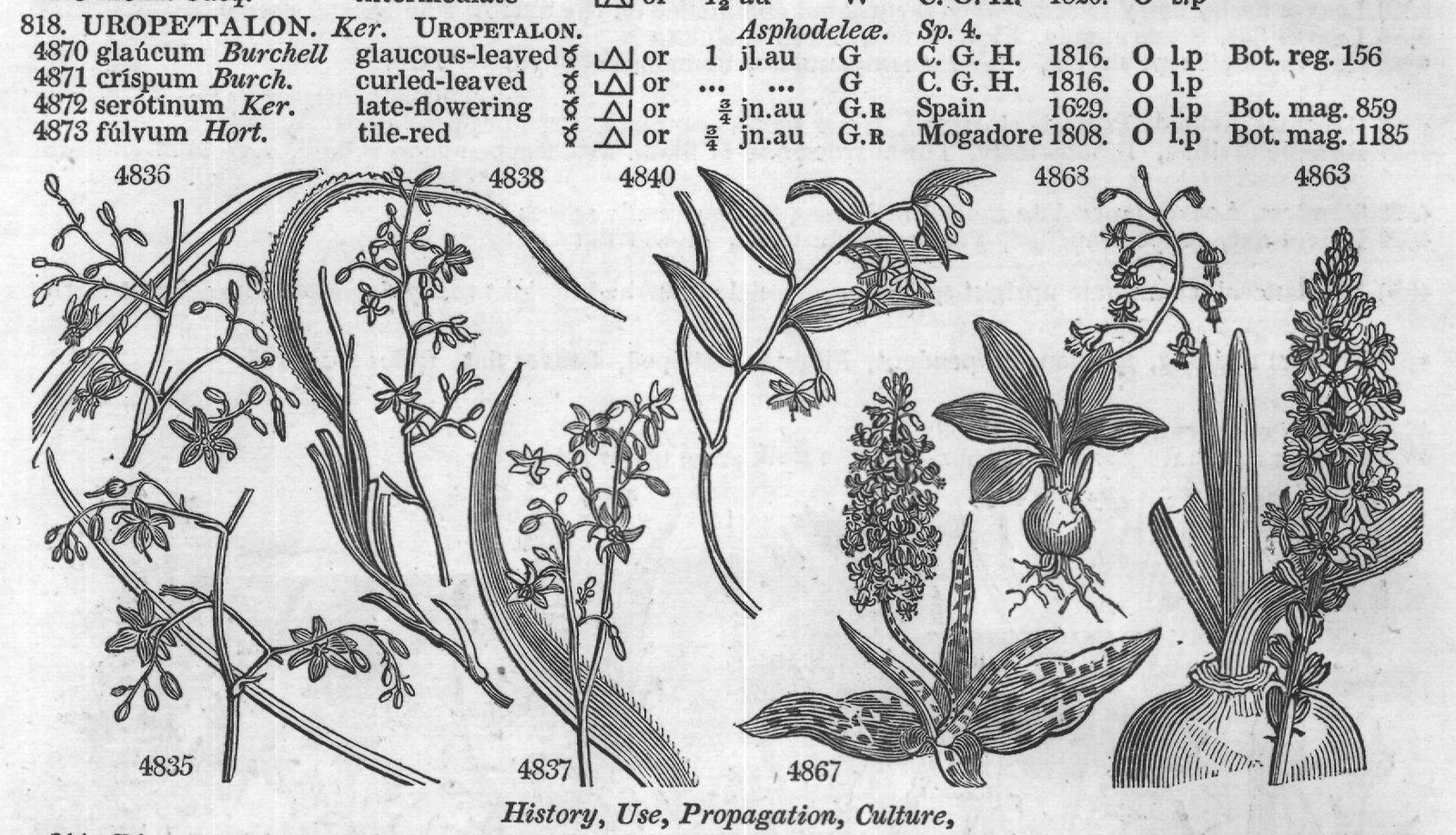 Bot (Mag jl au B N S W) — from Encyclopedia of Plants (1910)