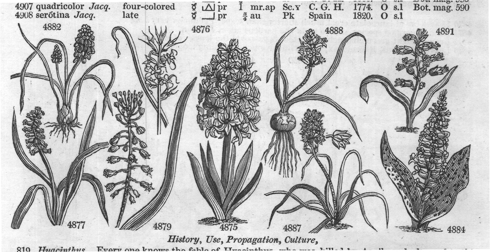 Bot (Mag pr my jn R C G H pr my jn) — from Encyclopedia of Plants (1910)