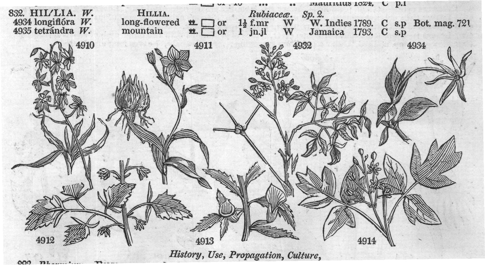 Bot (XV) — from Encyclopedia of Plants (1910)