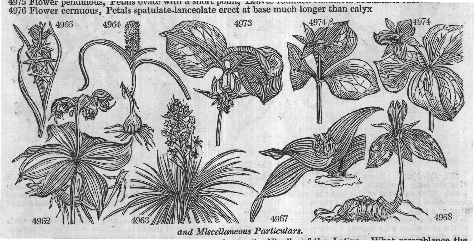 Eng (II) — from Encyclopedia of Plants (1910)
