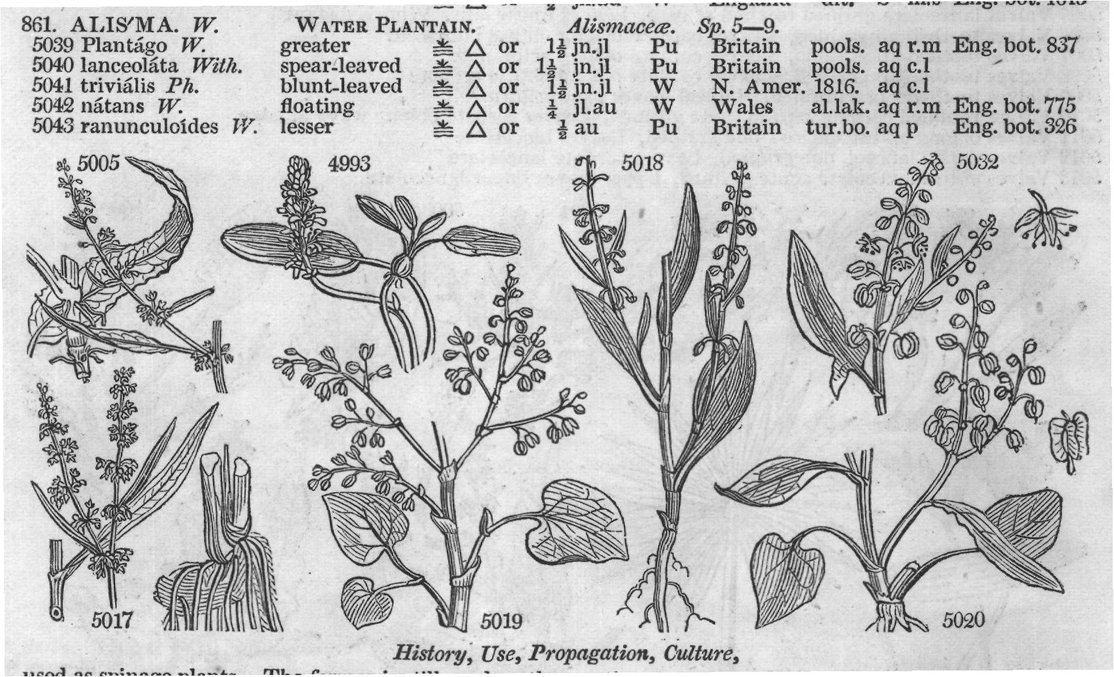 History, Use, Propagation, Culture,