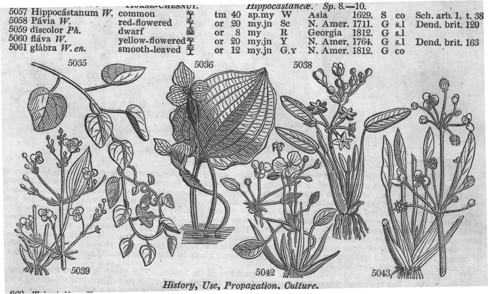 Fluviales (Sp monost chyon W) — from Encyclopedia of Plants (1910)