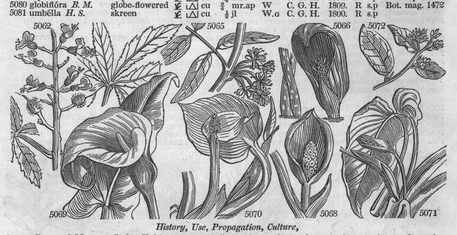 History, Use, Propagation, Culture,