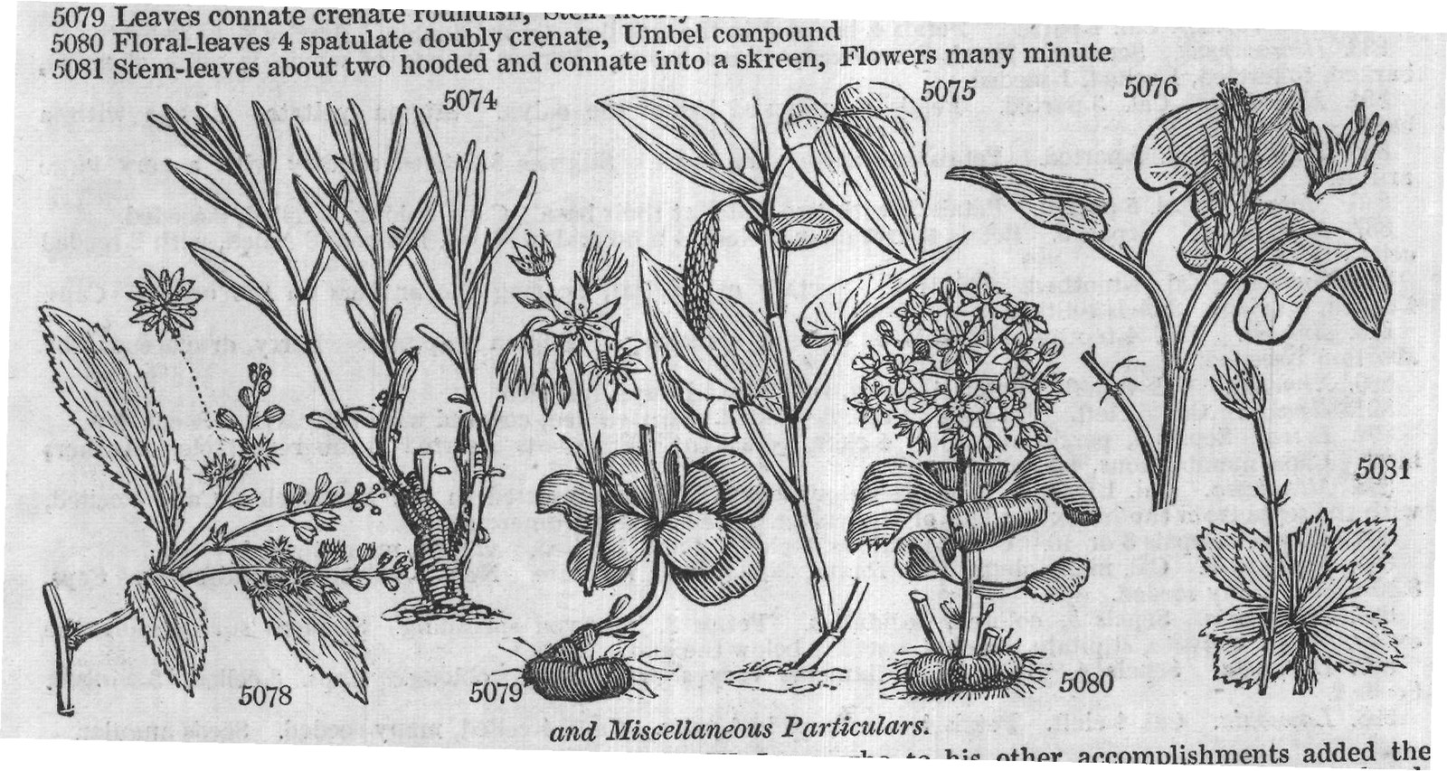 Fluviales (Sp monost chyon W) — from Encyclopedia of Plants (1910)