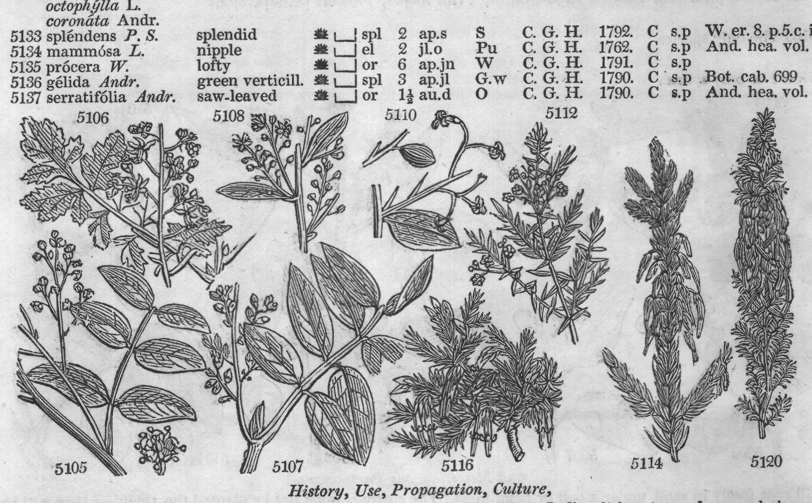 Sapindaceæ (Sp s pida H K) — from Encyclopedia of Plants (1910)