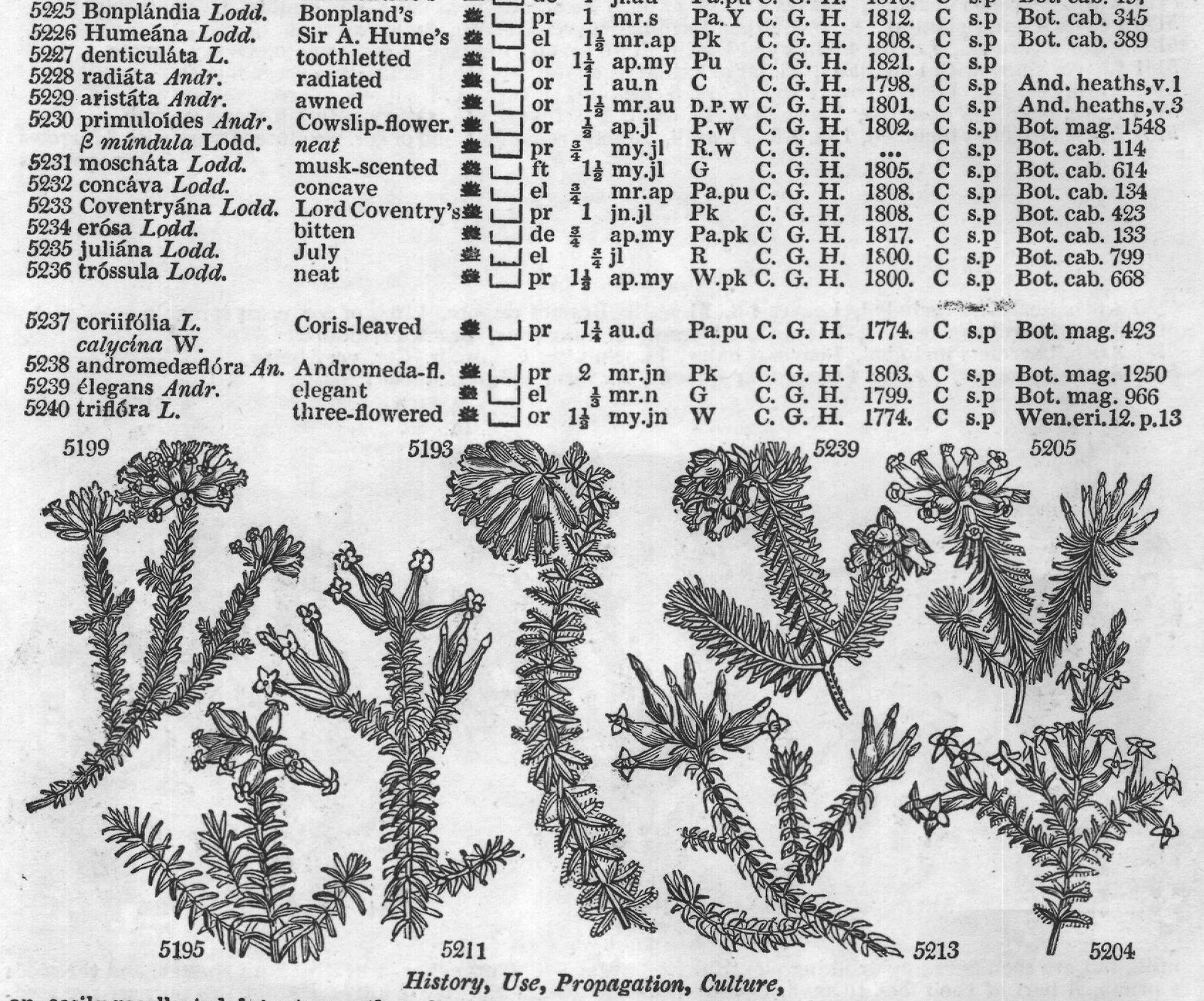 Terebintaceæ (Sp or jn jl W Chili C p or jn) — from Encyclopedia of Plants (1910)