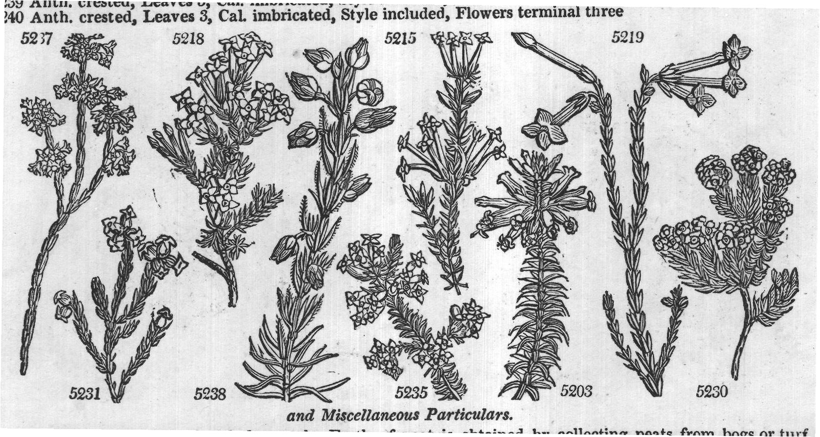 Terebintaceæ (Sp or jn jl W Chili C p or jn) — from Encyclopedia of Plants (1910)