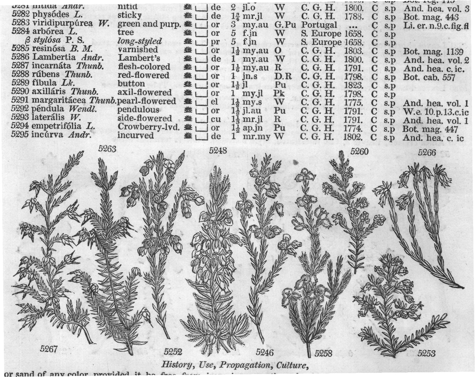 Terebintaceæ (Sp or jn jl W Chili C p or jn) — from Encyclopedia of Plants (1910)