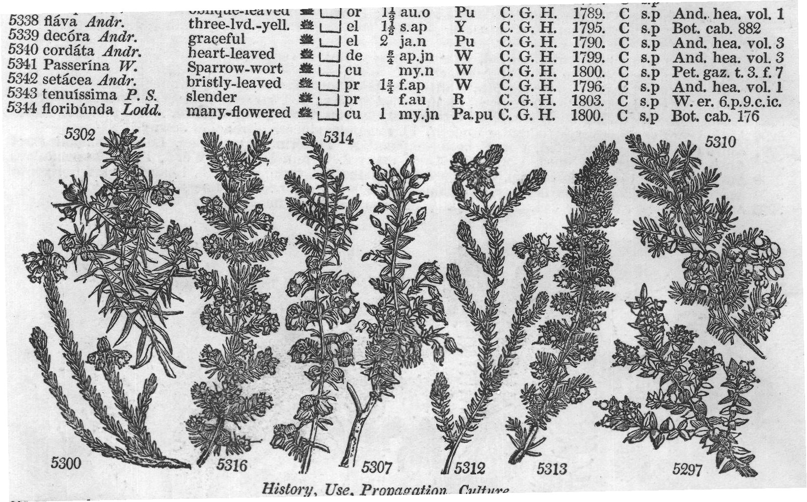 Terebintaceæ (Sp or jn jl W Chili C p or jn) — from Encyclopedia of Plants (1910)